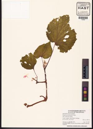 Begonia pseudolateralis標本_BRCM 2953