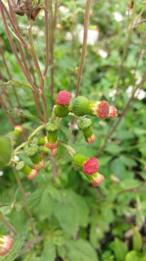 野茼蒿