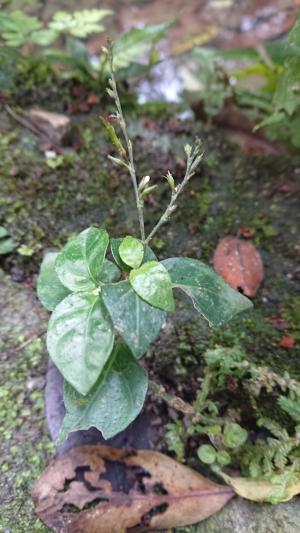 鐘花草 (鐘刺草)