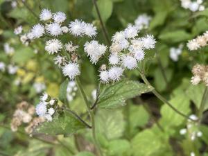 勝紅薊 (藿香薊)