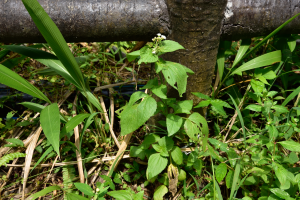 勝紅薊 (藿香薊)