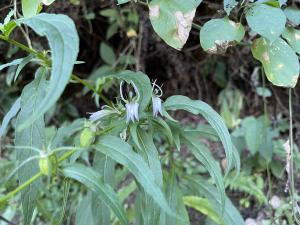 大本山梗菜