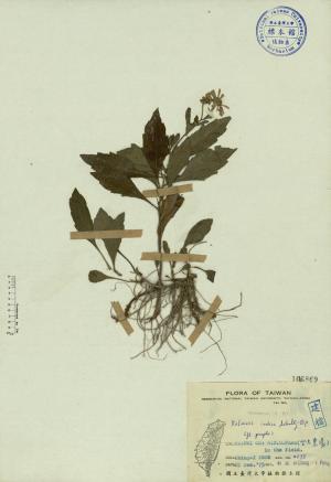 Kalimeris indica Schultz-Bip._標本_BRCM 3829