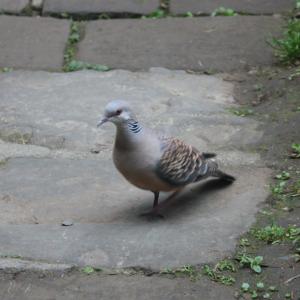 金背鳩(台灣亞種)