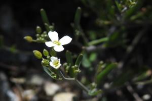 玉山筷子芥