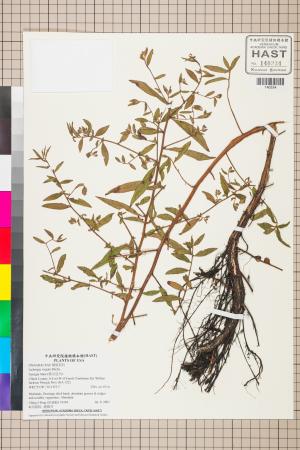 Ludwigia virgata Michx._標本_BRCM 3537