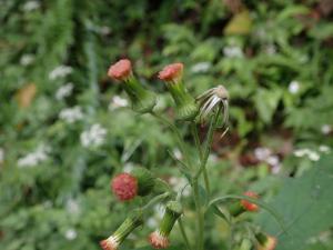 野茼蒿