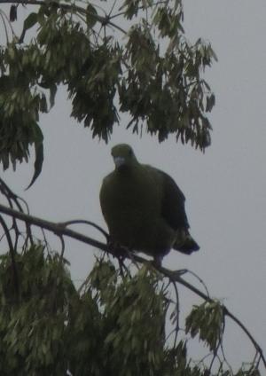 紅頭綠鳩