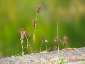 虎尾草、刺虎尾草、孟仁草