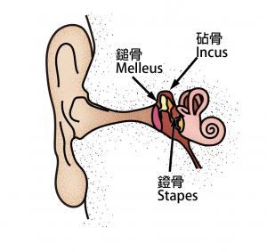 哺乳類特徵-中耳