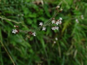 三萼花草