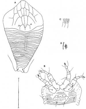 Calepitrimerus reticulatus Huang, 2001