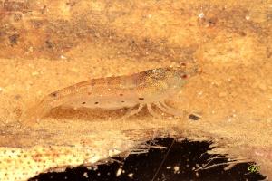 臺灣米蝦 Caridina formosae