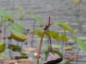 高翔蜻蜓