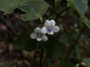 小花寬葉馬偕花