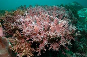 叢狀指形軟珊瑚