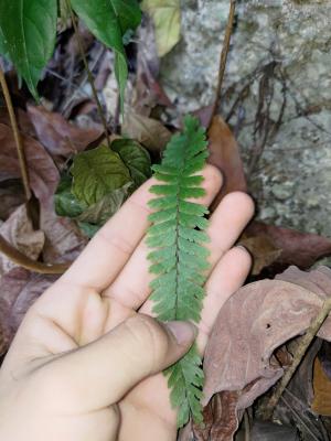 鞭葉鐵線蕨