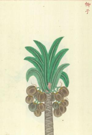金石昆蟲草木狀─椰子