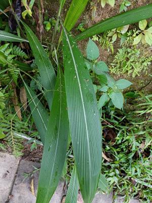 棕葉狗尾草