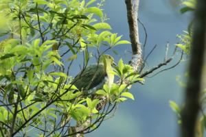 綠鳩