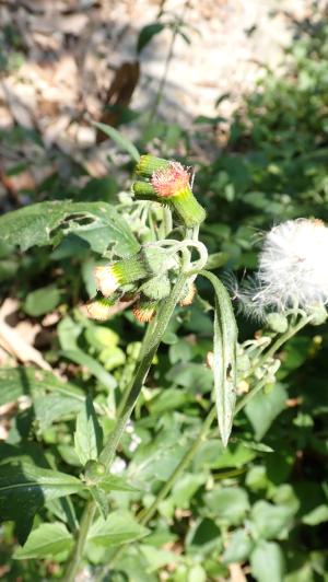 野茼蒿