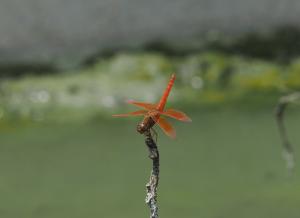 黃翅蜻  (褐斑蜻蜓)