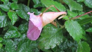 紫花鳳仙花