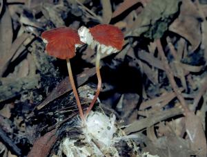 Marasmius plicatulus(扇褶小皮傘)