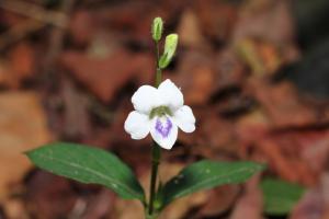 小花寬葉馬偕花