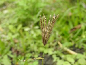 虎尾草、刺虎尾草、孟仁草