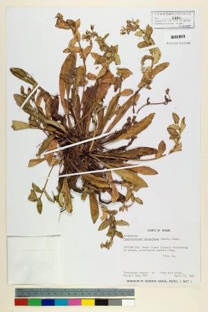 Crepidiastrum lanceolatum (Houtt.) Nakai_標本_BRCM 6637