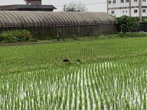 花嘴鴨