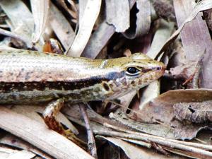 長尾真稜蜥(eutropis longicaudata)