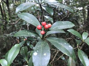 顯脈茵芋