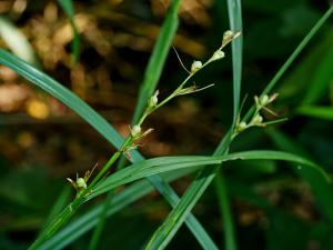 毛果珍珠茅 (珍珠茅)