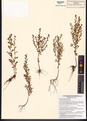 Ludwigia microcarpa Michx._標本_BRCM 7822