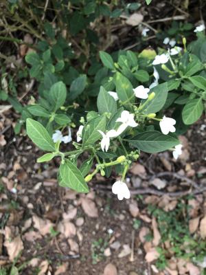 白鶴靈芝