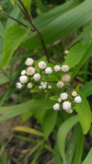 勝紅薊 (藿香薊)