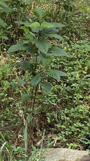 南非葉 (扁桃斑鳩菊)