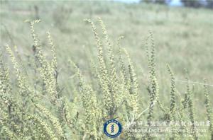 Ambrosia artemisiifolia L._BRCM 6186