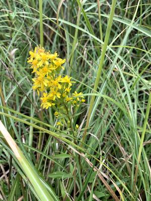 一枝黄花 (金鎖 野黄菊)