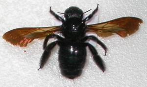 銅翼眥木蜂標本照