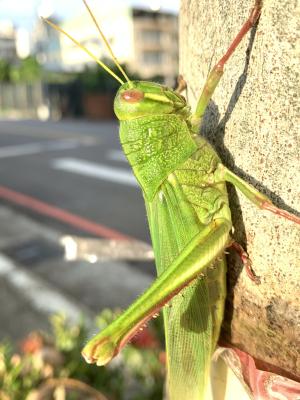 大棉蝗