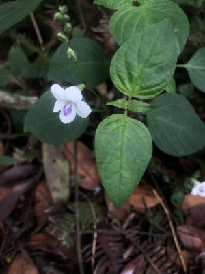 小花寬葉馬偕花