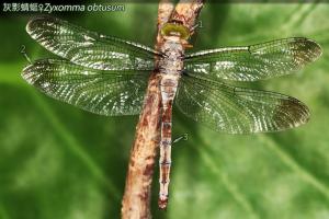 14-56 灰影蜻蜓