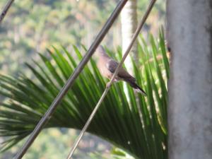 珠頸斑鳩