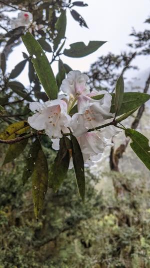 玉山杜鵑