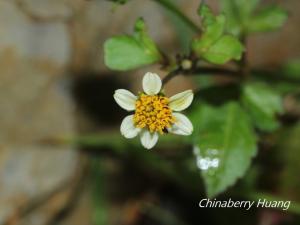 小白花鬼針