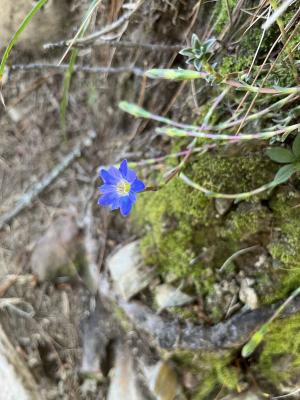 阿里山龍膽