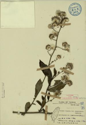 Blumea riparia var. megacephala Randeria_標本_BRCM 3898